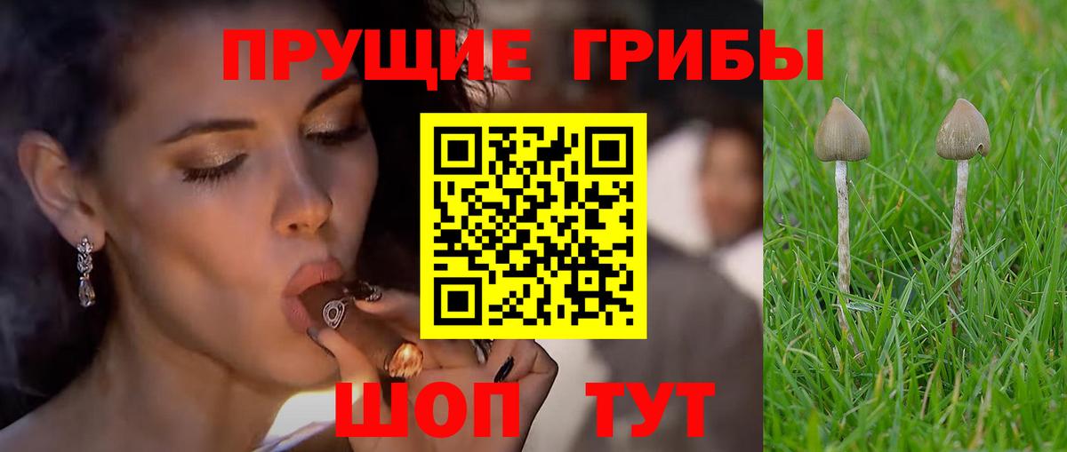 Псилоцибиновые грибы Psilocybine cubensis Обнинск